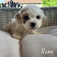 Remi, a female Cavapoo for sale in Addison, IL – 1 of 1
