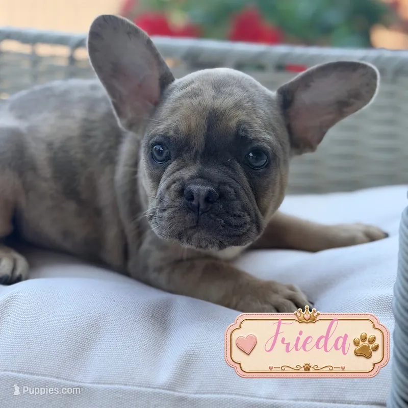 Frieda – French Bulldog puppy for sale in Addison, IL