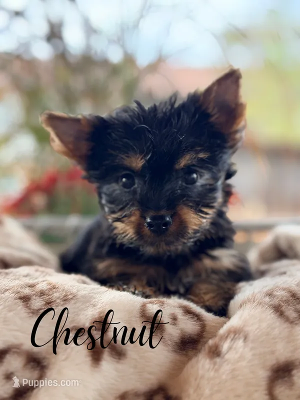Chestnut – Yorkshire Terrier puppy for sale in Addison, IL