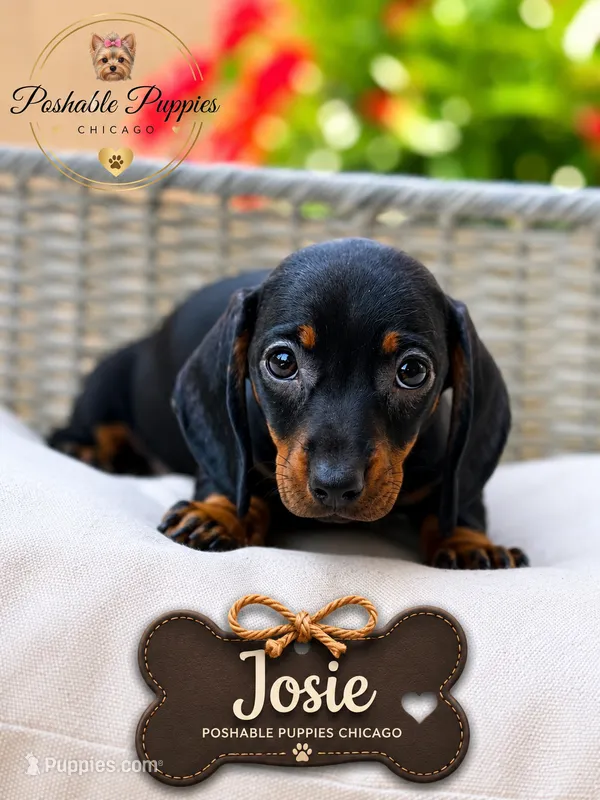 Josie – Miniature Dachshund puppy for sale in Addison, IL