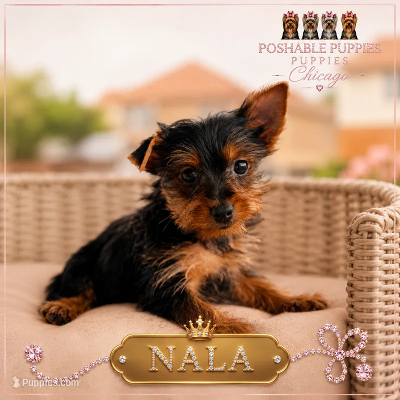 Nala – Yorkshire Terrier puppy for sale in Addison, IL