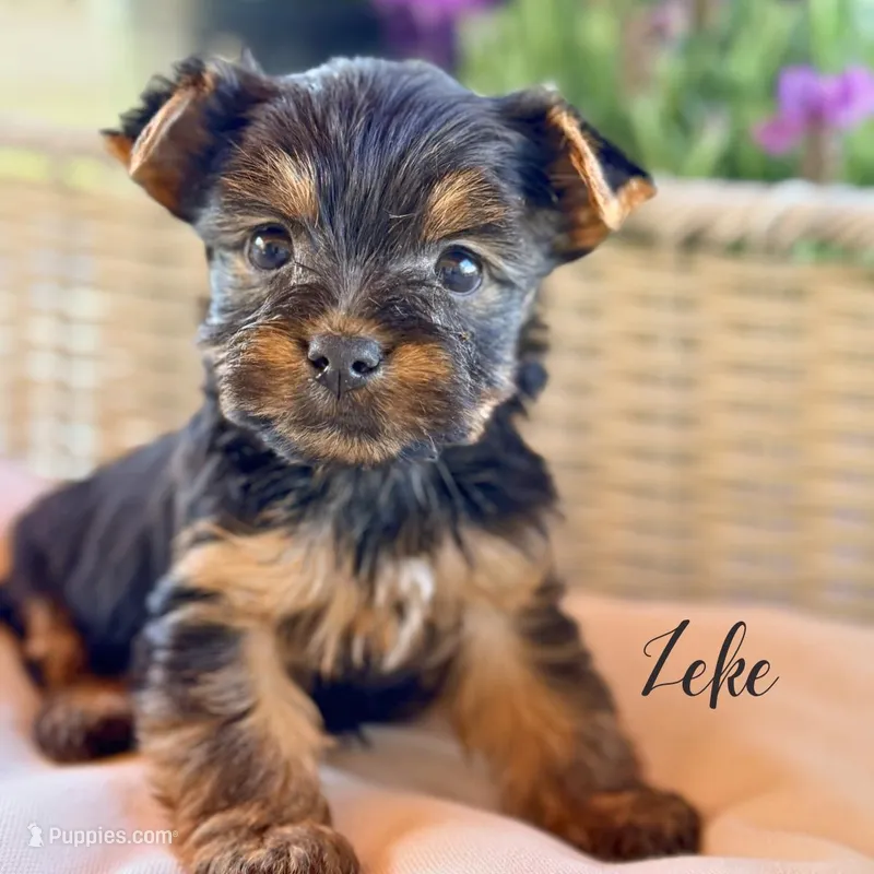 Zeke – Yorkshire Terrier puppy for sale in Addison, IL