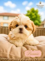 Bonnie, a female Shih Tzu for sale in Addison, IL – 1 of 1
