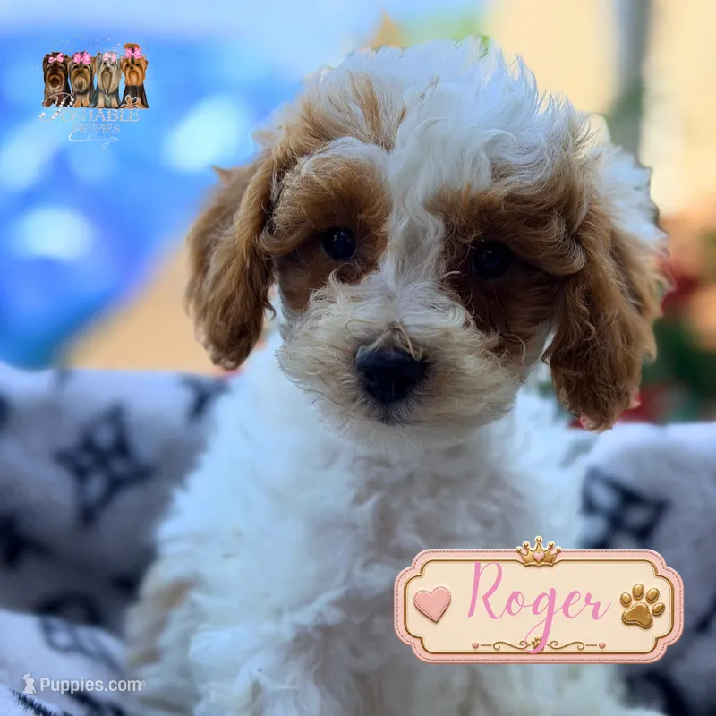 Roger – Miniature Goldendoodle puppy for sale in Addison, IL