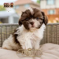 Dora, a female Shih Tzu for sale in Addison, IL – 1 of 1