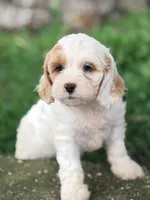 Frieda, a female Cavapoo for sale in Addison, IL – 4 of 4