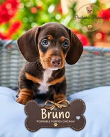 Bruno, a male Miniature Dachshund for sale in Addison, IL – 1 of 1