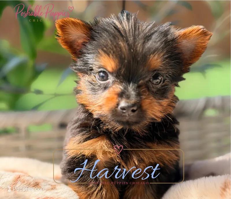 Harvest  – Yorkshire Terrier puppy for sale in Addison, IL