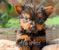 Harvest , a male Yorkshire Terrier for sale in Addison, IL – 1 of 1