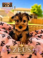 Zeus, a male Yorkshire Terrier for sale in Addison, IL – 1 of 1