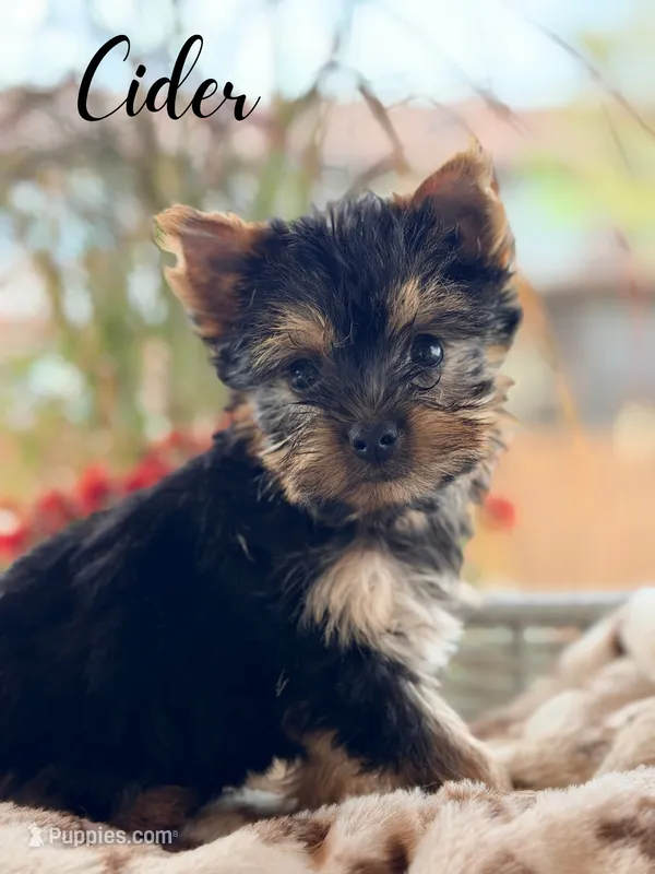 Cider – Yorkshire Terrier puppy for sale in Addison, IL
