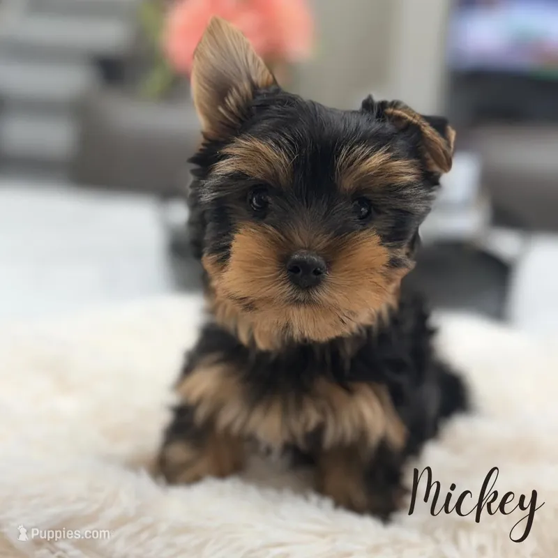 AKC Mickey – Yorkshire Terrier puppy for sale in Addison, IL