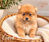 Ciara, a female Pomeranian for sale in Addison, IL – 1 of 1