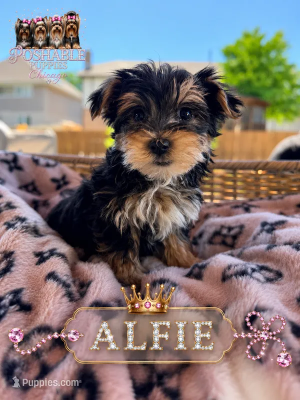 Alfie – Morkie puppy for sale in Addison, IL