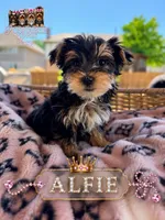 Alfie, a male Morkie for sale in Addison, IL – 1 of 1