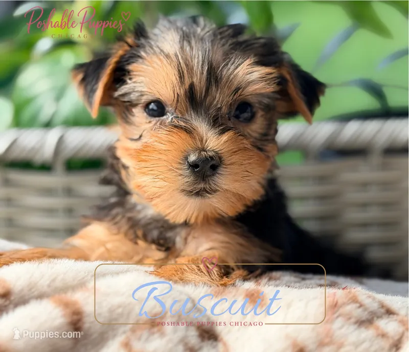 Biscuit – Yorkshire Terrier puppy for sale in Addison, IL