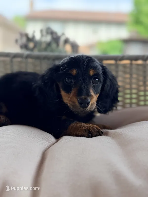 AKC Dolly – Miniature Dachshund puppy for sale in Addison, IL