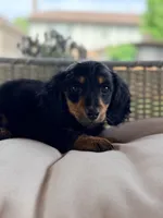 AKC Dolly, a female Miniature Dachshund for sale in Addison, IL – 1 of 4