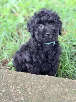 Eddie, a male Miniature Goldendoodle for sale in Addison, IL – 2 of 2