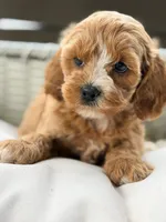 Layla, a female Cavapoo for sale in Addison, IL – 3 of 3