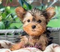 Pumpkin, a female Yorkshire Terrier for sale in Addison, IL – 1 of 1