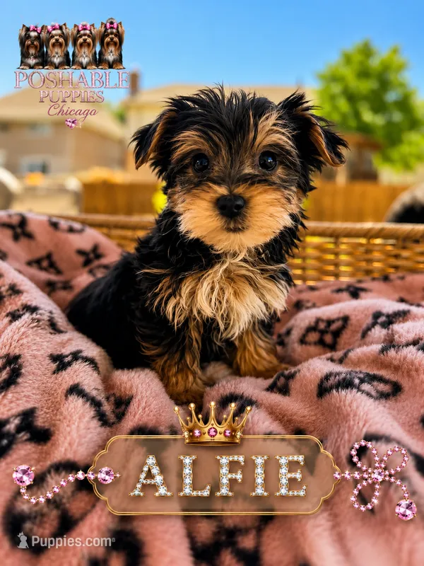 Alfie – Yorkshire Terrier puppy for sale in Addison, IL