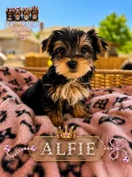 Alfie, a female Yorkshire Terrier for sale in Addison, IL – 1 of 1