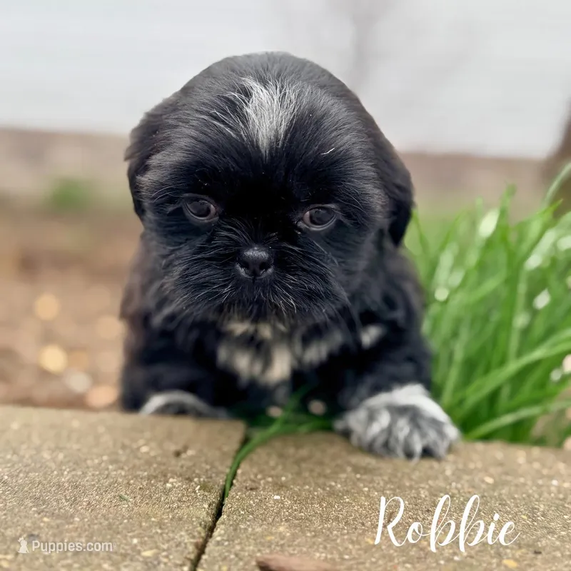 Robbie – Shorkie puppy for sale in Addison, IL