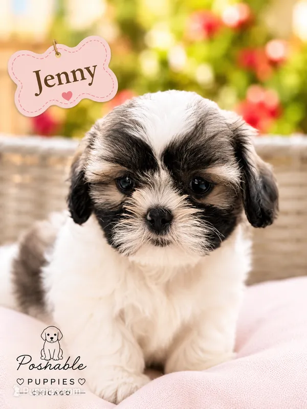 Jenny – Shih Tzu puppy for sale in Addison, IL