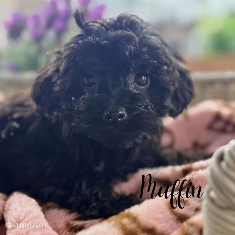 Muffin – Yorkipoo puppy for sale in Addison, IL
