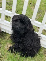 Muffin, a male Morkie for sale in Addison, IL – 2 of 2