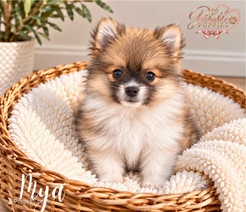 Mya – Pomeranian puppy for sale in Addison, IL