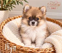Mya, a female Pomeranian for sale in Addison, IL – 1 of 1