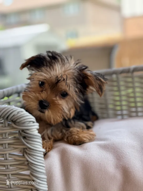 Maisey – Yorkshire Terrier puppy for sale in Addison, IL