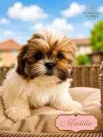 Maddie, a female Shih Tzu for sale in Addison, IL – 1 of 1