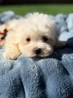 Casper, a male Maltese for sale in Addison, IL – 2 of 3