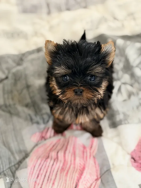 Akc Bella – Yorkshire Terrier puppy for sale in Addison, IL
