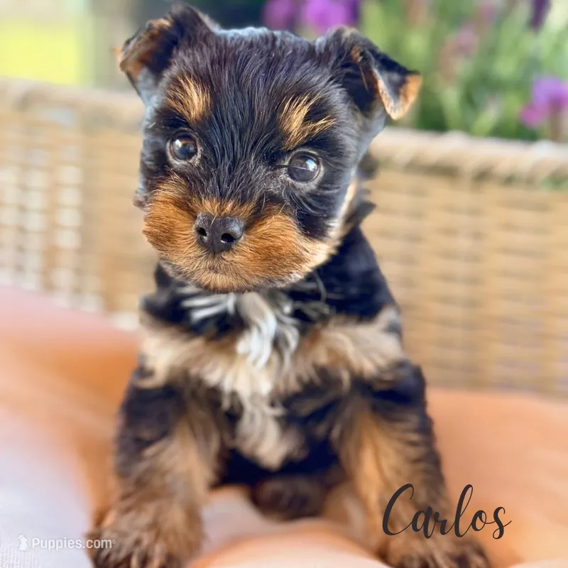 Carlos – Yorkshire Terrier puppy for sale in Addison, IL