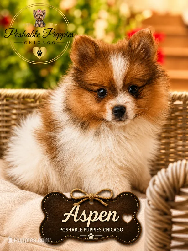 Aspen – Pomeranian puppy for sale in Addison, IL