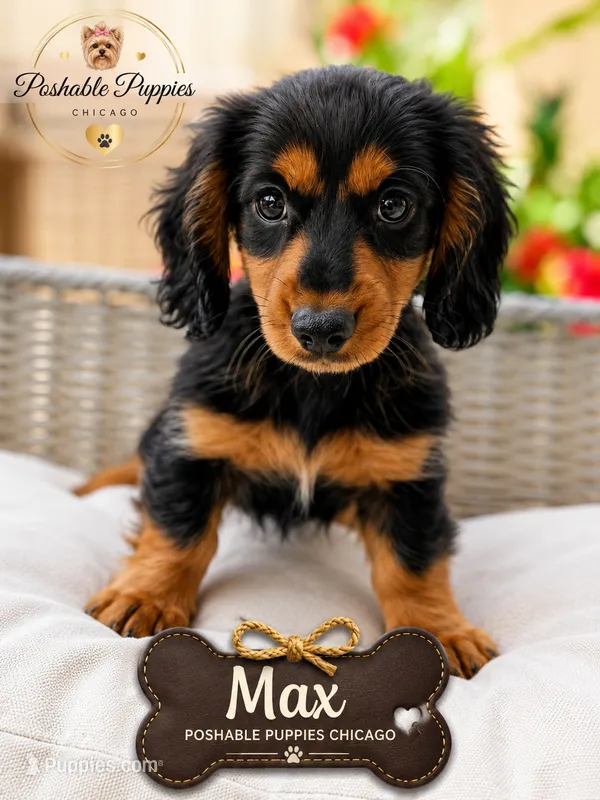 Max – Miniature Dachshund puppy for sale in Addison, IL