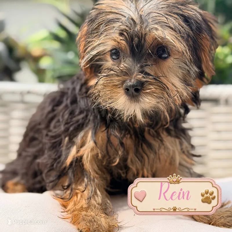 Rein, a female Yorkshire Terrier for sale in Addison, IL – 1 of 1