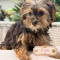 Rein, a female Yorkshire Terrier for sale in Addison, IL – 1 of 1