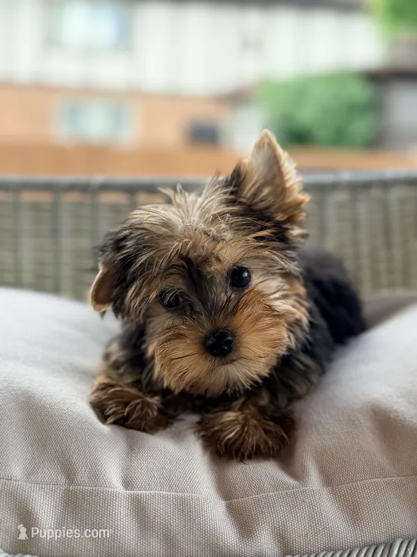 Trixie – Yorkshire Terrier puppy for sale in Addison, IL