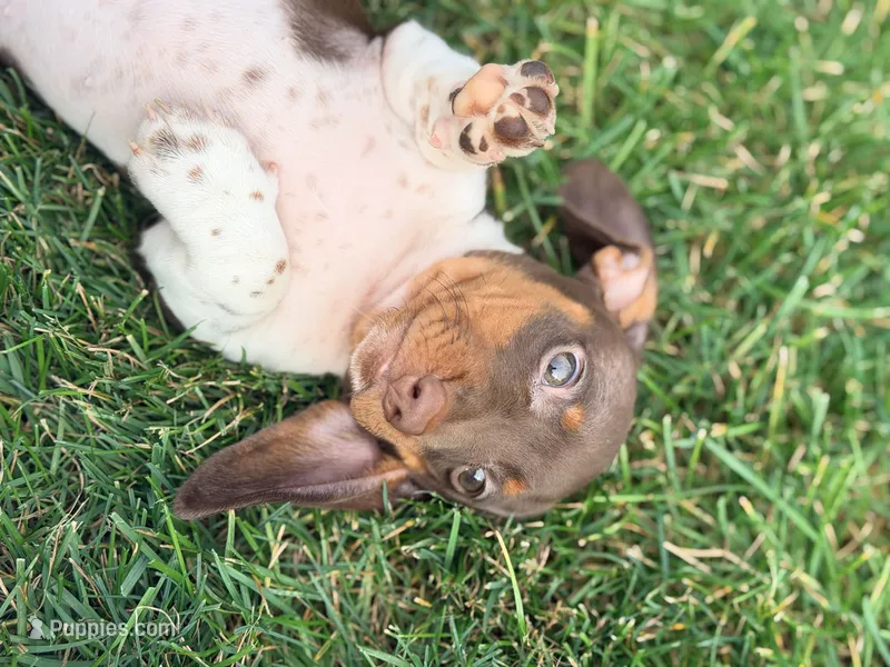 AKC Tilly – Miniature Dachshund puppy for sale in Addison, IL