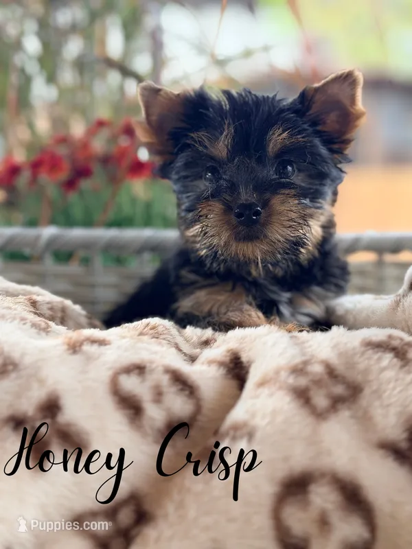 Honey crisp – Yorkshire Terrier puppy for sale in Addison, IL