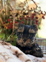 AKC Xena, a female Yorkshire Terrier for sale in Addison, IL – 1 of 3
