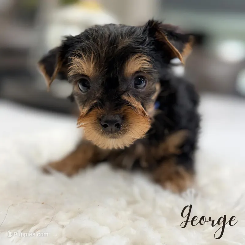 George – Yorkshire Terrier puppy for sale in Addison, IL