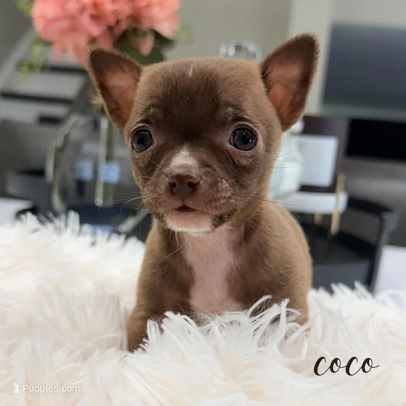 Coco – Chihuahua puppy for sale in Addison, IL