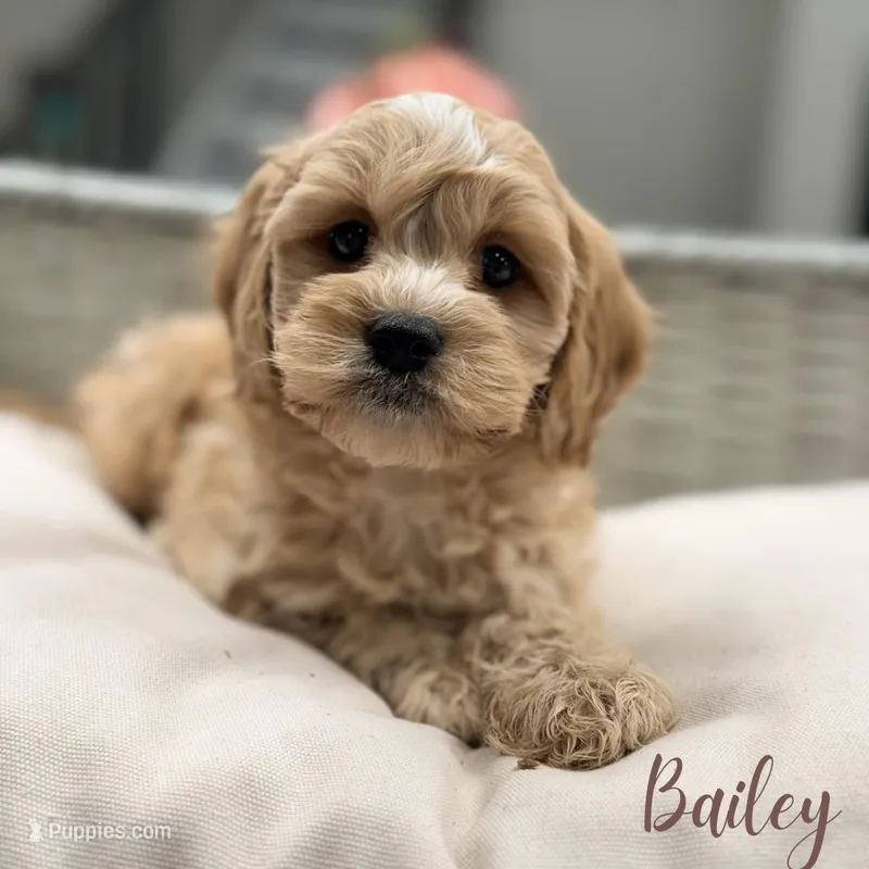 Bailey – Cavapoo puppy for sale in Addison, IL
