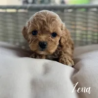 Zena, a female Cavapoo for sale in Addison, IL – 1 of 1